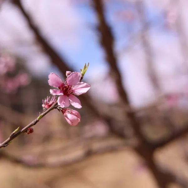 Fruit blossom in early spring