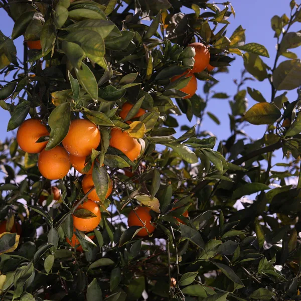 A cluster of oranges ripening on the branch