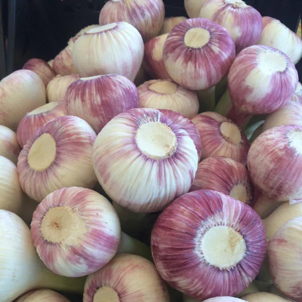 Freshly harvested garlic bulbs
