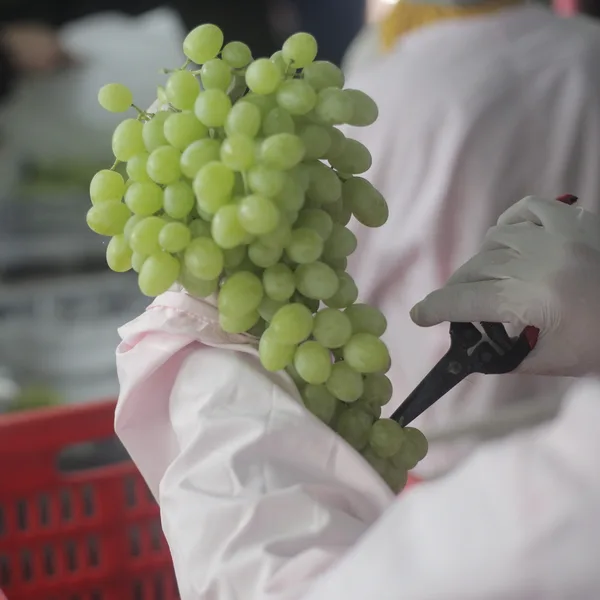 A bunch of white grapes being trimmed by hand during packing