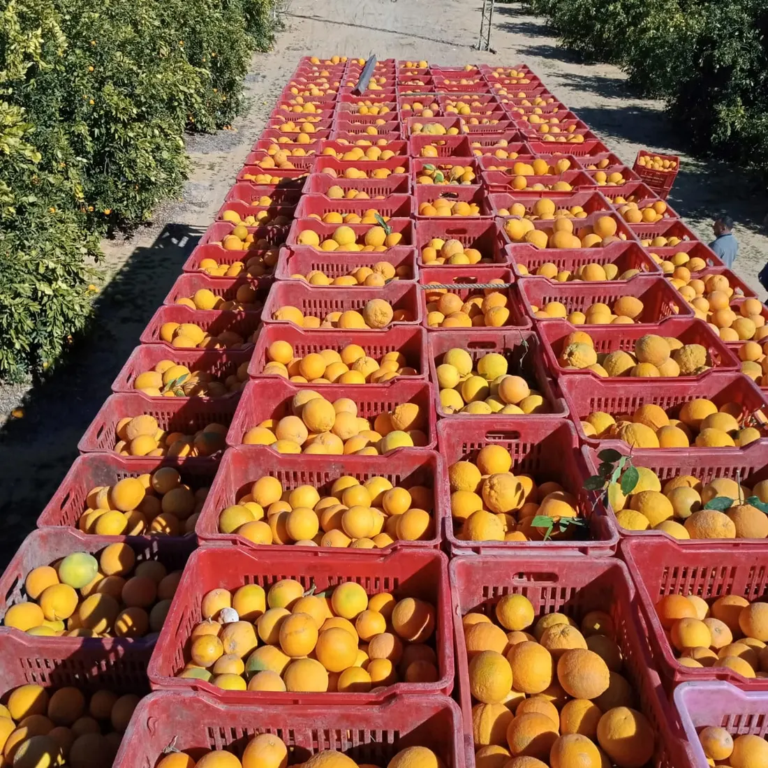 Crates of freshly harvested oranges lined up between the orchard rows