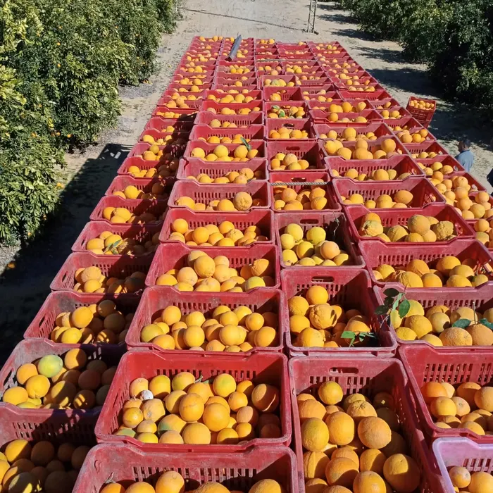 Crates of freshly picked oranges in the orchard