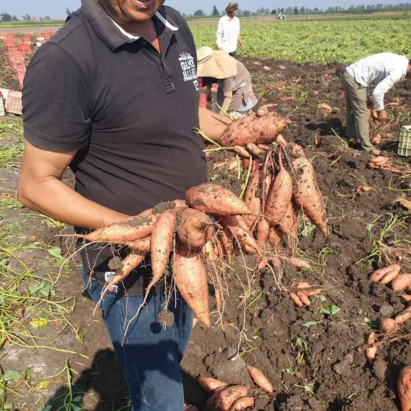 Sweet potatoes being lifted and graded in the field