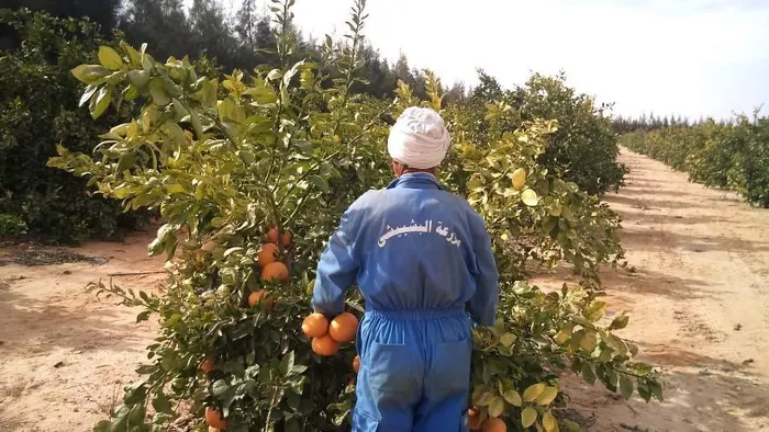 A picker harvesting oranges in ElBishbishy overalls
