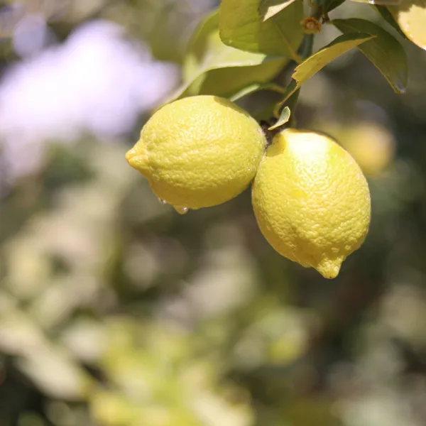 Lemons ripening on the tree