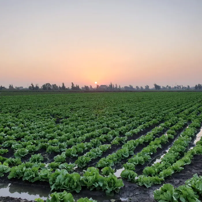 Lettuce rows at sunset