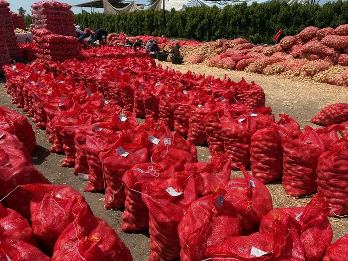 Hundreds of filled onion sacks lined up in the field after harvest