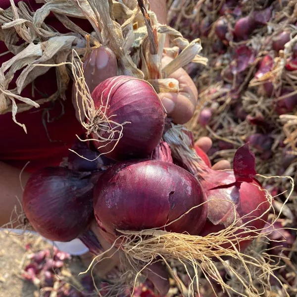Freshly lifted red onions with their tops still attached
