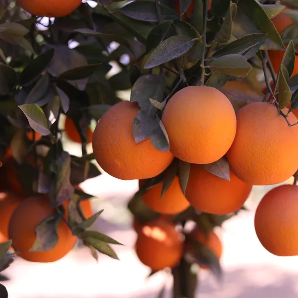 Baladi oranges hanging in the orchard canopy