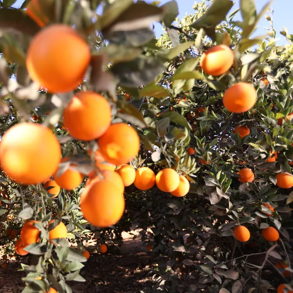 A cluster of easy-peeler mandarins on the branch