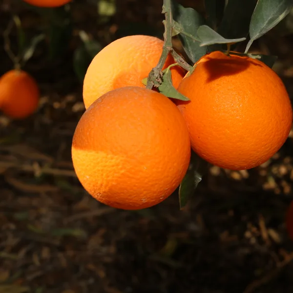 Navel oranges ripening on the branch