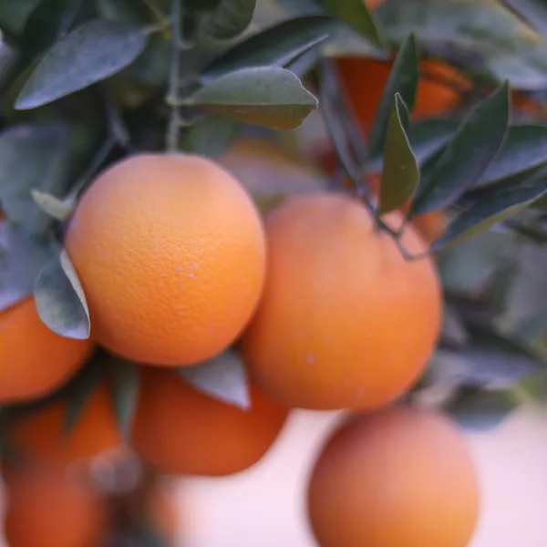 Valencia oranges on the tree in full sun