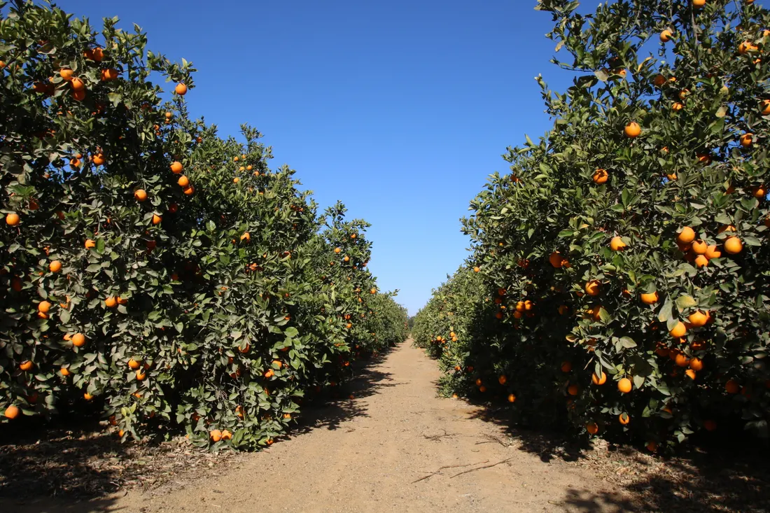An avenue between rows of orange trees at the Wadi El Natrun farm