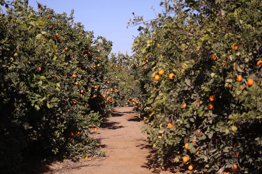 Rows of mature orange trees in full fruit at the ElBishbishy orchard
