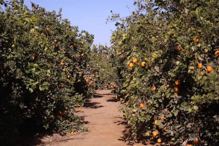 A working path between mature citrus rows
