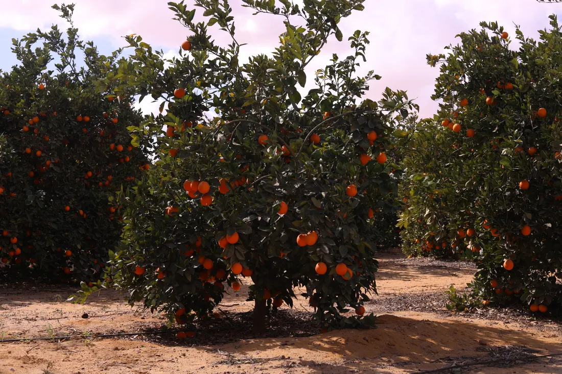 Orange trees in full fruit at the Wadi El Natrun farm