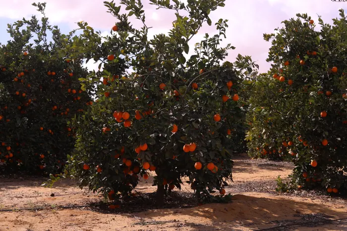 Rows of orange trees in full fruit