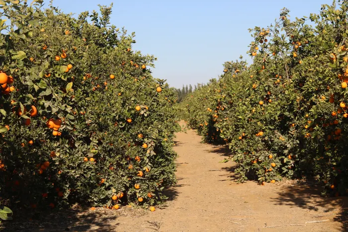 The orchard under an open sky
