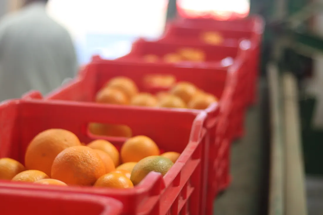 Oranges packed into red field crates at the ElBishbishy packing house