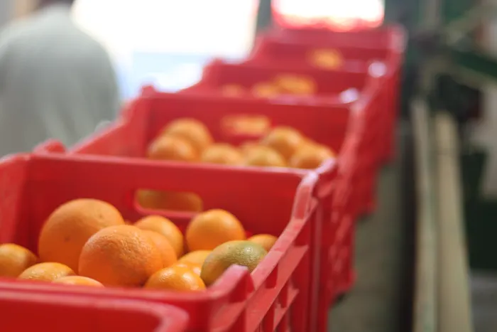 Oranges packed into red field crates ready for grading