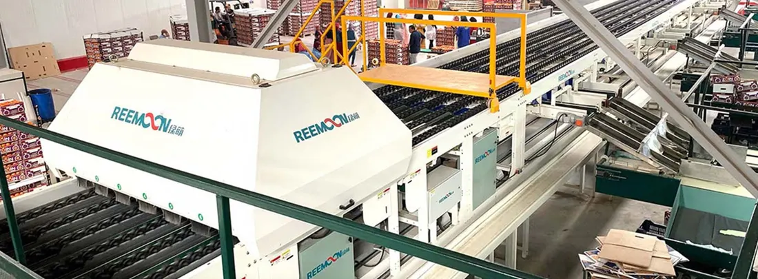 The optical grading line running the length of the citrus packing hall