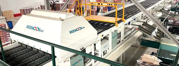 The optical grading line in the packing hall