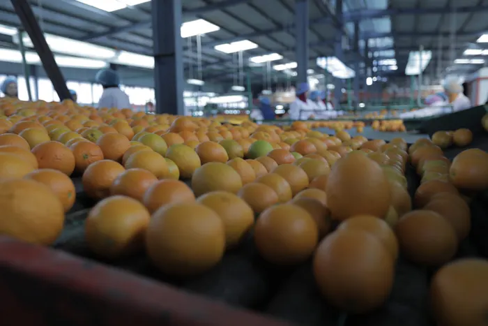 Oranges on the grading line