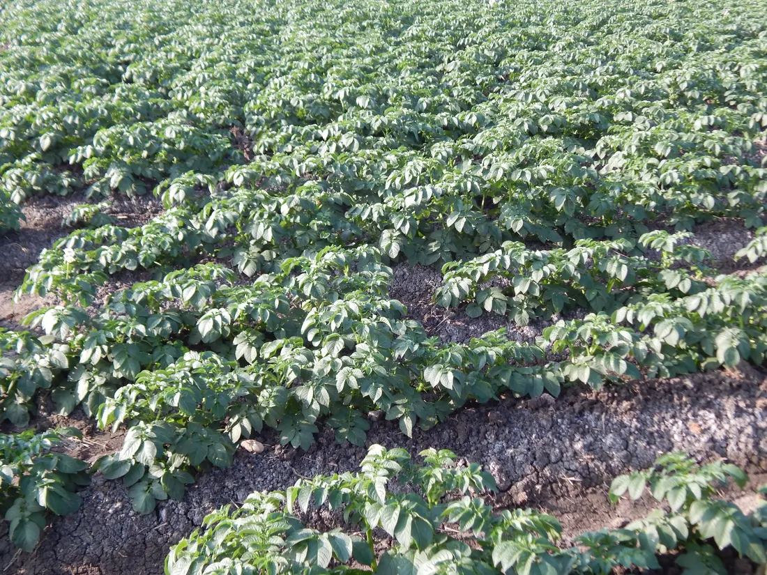 A potato field in flower before harvest