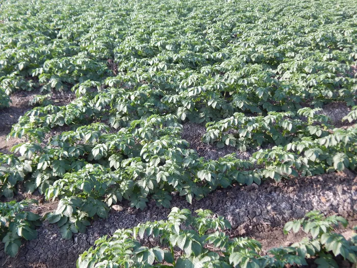 Potato field in flower