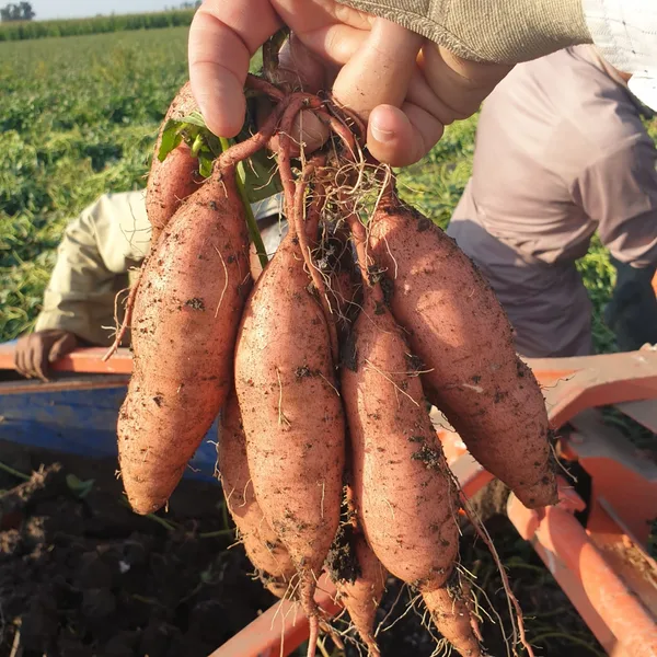 Sweet potatoes lifted from the soil